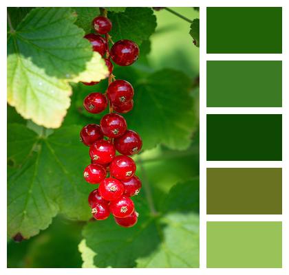 Currant Red Red Currants Image